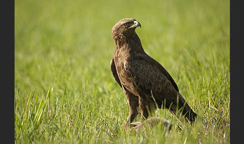 Schreiadler (Aquila pomarina)