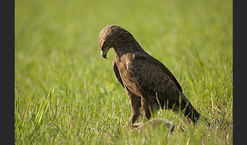 Schreiadler (Aquila pomarina)