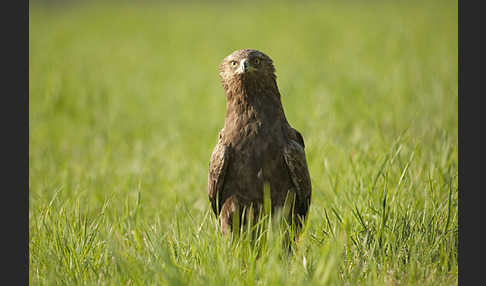 Schreiadler (Aquila pomarina)