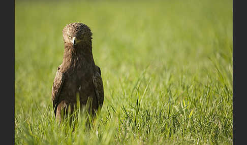 Schreiadler (Aquila pomarina)