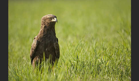 Schreiadler (Aquila pomarina)