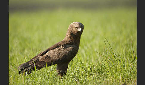 Schreiadler (Aquila pomarina)