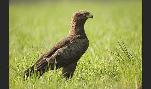 Schreiadler (Aquila pomarina)