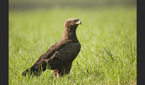 Schreiadler (Aquila pomarina)