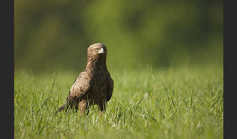 Schreiadler (Aquila pomarina)