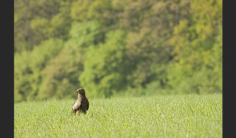 Schreiadler (Aquila pomarina)