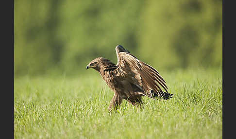 Schreiadler (Aquila pomarina)