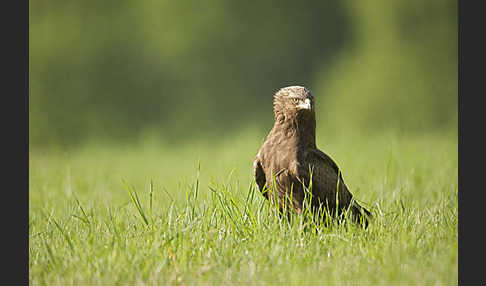 Schreiadler (Aquila pomarina)