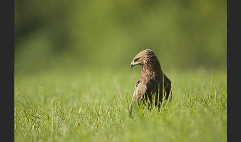 Schreiadler (Aquila pomarina)