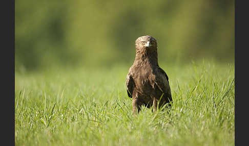 Schreiadler (Aquila pomarina)