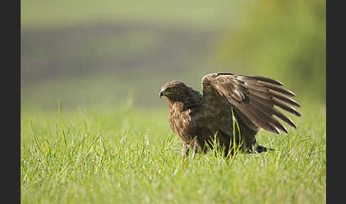 Schreiadler (Aquila pomarina)