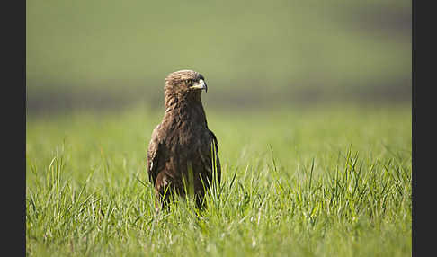 Schreiadler (Aquila pomarina)