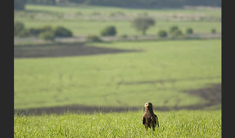 Schreiadler (Aquila pomarina)