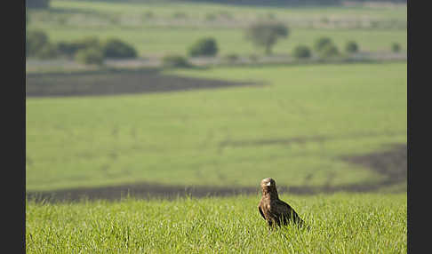 Schreiadler (Aquila pomarina)