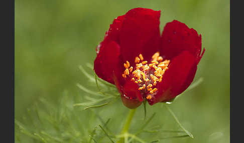 Schmalblättrige Pfingstrose (Paeonia tenuifolia)