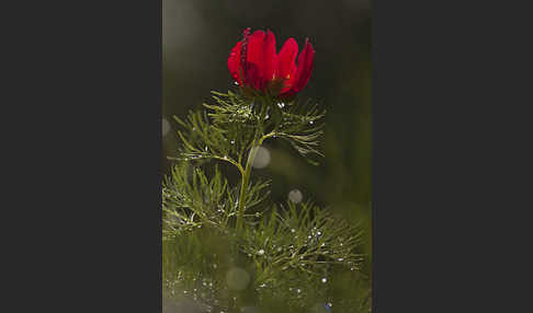 Schmalblättrige Pfingstrose (Paeonia tenuifolia)