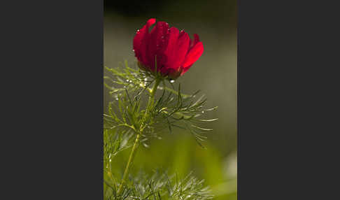 Schmalblättrige Pfingstrose (Paeonia tenuifolia)