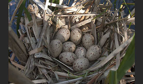 Teichralle (Gallinula chloropus)