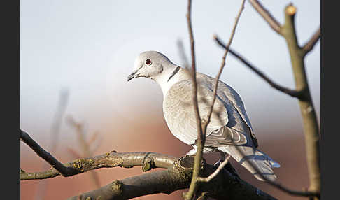 Türkentaube (Streptopelia decaocto)