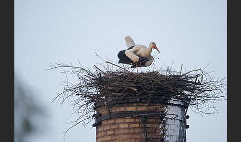 Weißstorch (Ciconia ciconia)