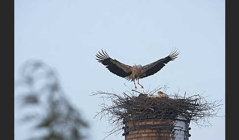 Weißstorch (Ciconia ciconia)