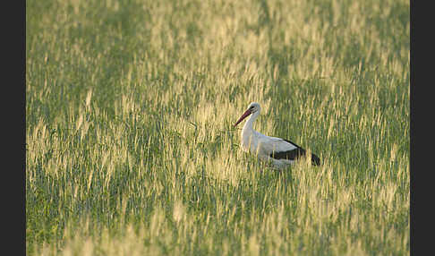 Weißstorch (Ciconia ciconia)