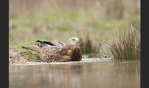 Rotmilan (Milvus milvus)