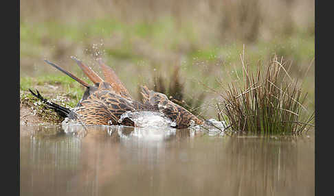 Rotmilan (Milvus milvus)