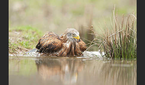Rotmilan (Milvus milvus)