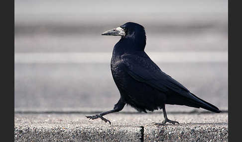 Saatkrähe (Corvus frugilegus)