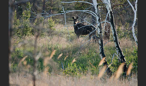 Elch (Alces alces)