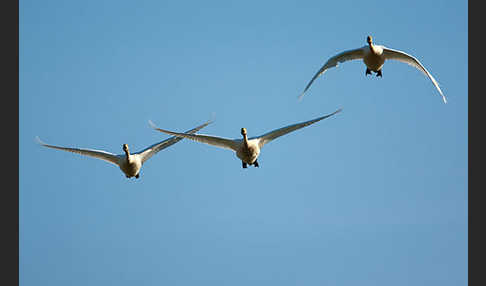 Singschwan (Cygnus cygnus)