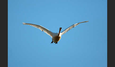 Singschwan (Cygnus cygnus)