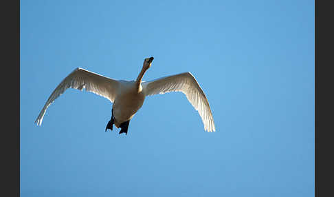 Singschwan (Cygnus cygnus)