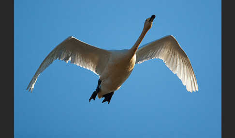 Singschwan (Cygnus cygnus)