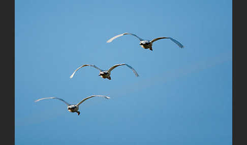 Singschwan (Cygnus cygnus)