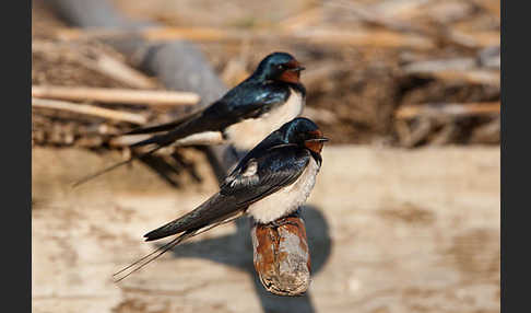 Rauchschwalbe (Hirundo rustica)