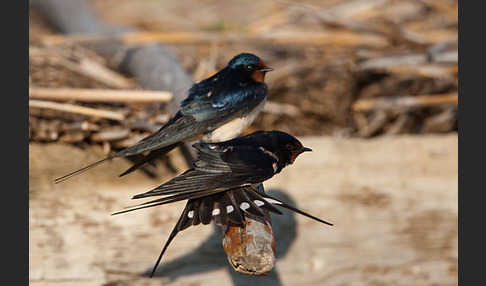 Rauchschwalbe (Hirundo rustica)