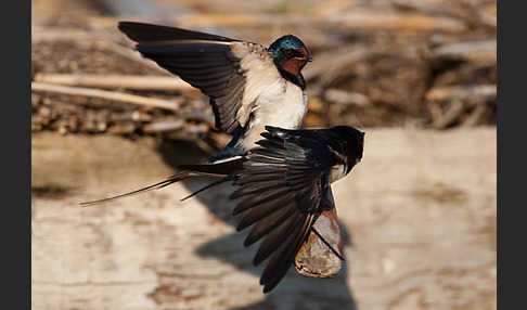 Rauchschwalbe (Hirundo rustica)