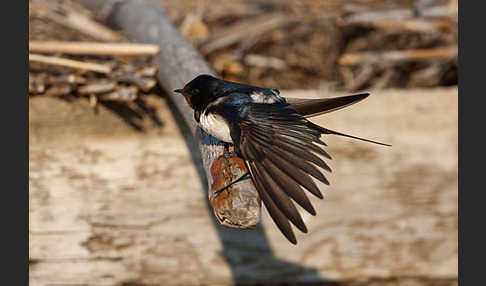 Rauchschwalbe (Hirundo rustica)