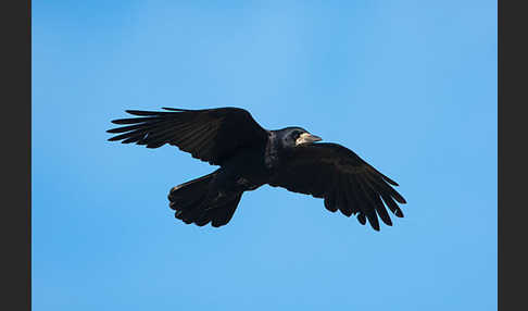 Saatkrähe (Corvus frugilegus)