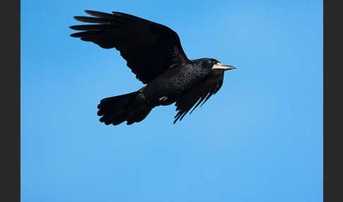 Saatkrähe (Corvus frugilegus)