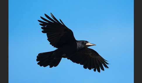 Saatkrähe (Corvus frugilegus)