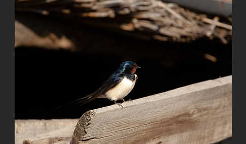 Rauchschwalbe (Hirundo rustica)