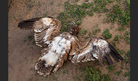 Steppenadler (Aquila nipalensis)