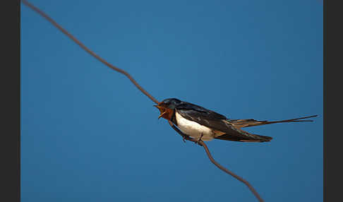 Rauchschwalbe (Hirundo rustica)