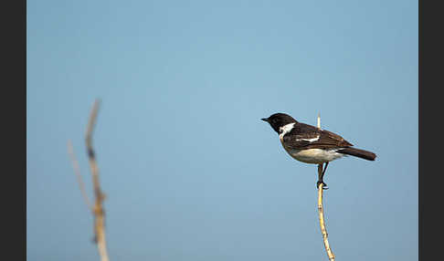 Schwarzkehlchen (Saxicola torquata)