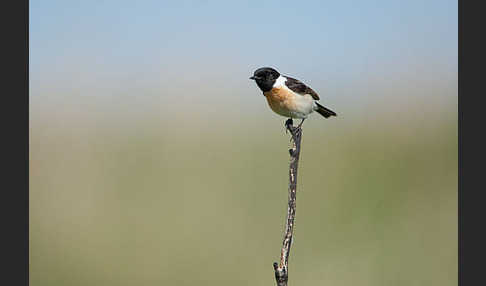 Schwarzkehlchen (Saxicola torquata)