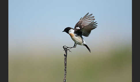 Schwarzkehlchen (Saxicola torquata)