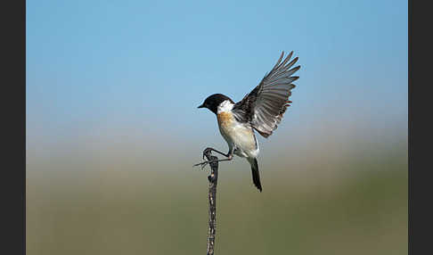 Schwarzkehlchen (Saxicola torquata)